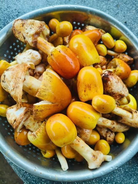 Trên thị trường, nấm trứng gà có giá từ 120.000 - 300.000 đồng/kg. Ảnh: Facebook