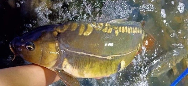 Cá chép giòn chuỗi ngọc kích thước khá lớn, có thể nặng 3-5kg/con. Ảnh: Facebook