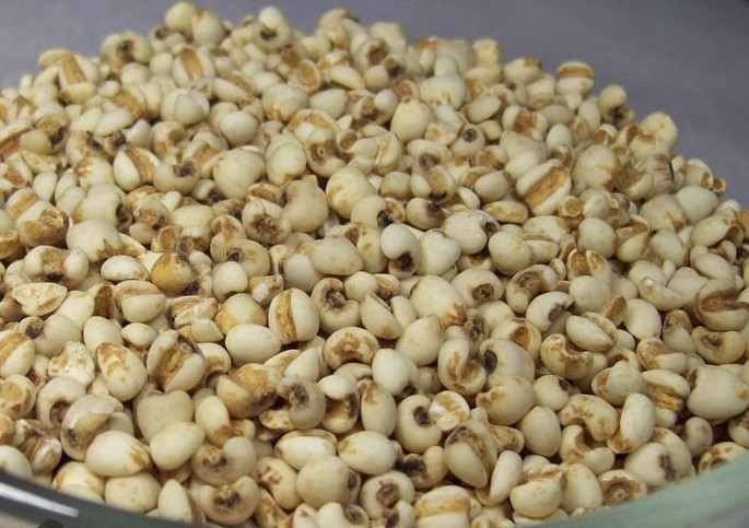 Ngày nay, hạt bo bo bán nhiều trong siêu thị, tại các khu chợ hoặc trang thương mại điện tử, giá dao động từ 70.000 - 75.000 đồng/kg. Ảnh: Trung tâm dược liệu búp xanh