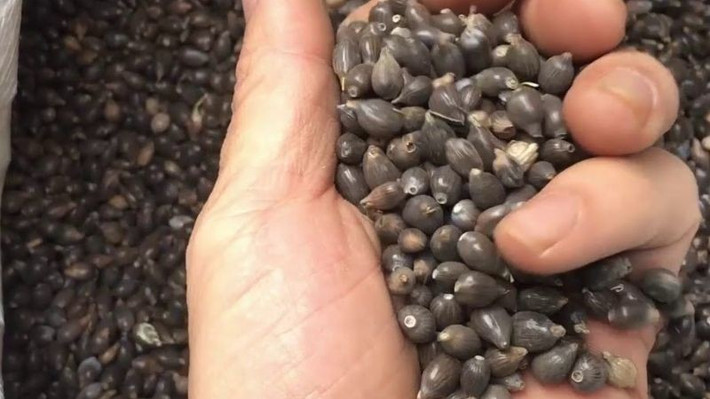 Trong khi đó, bo bo cườm là một loại hạt có hình dáng giống hạt cườm, thường sử dụng để xâu chuỗi, làm đồ thủ công. Ảnh: Điện máy xanh