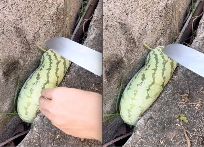 Bao nhiêu chỗ đẹp không mọc, quả dưa hấu "nhất quyết" chui vào hốc tường. Ảnh: TikTok