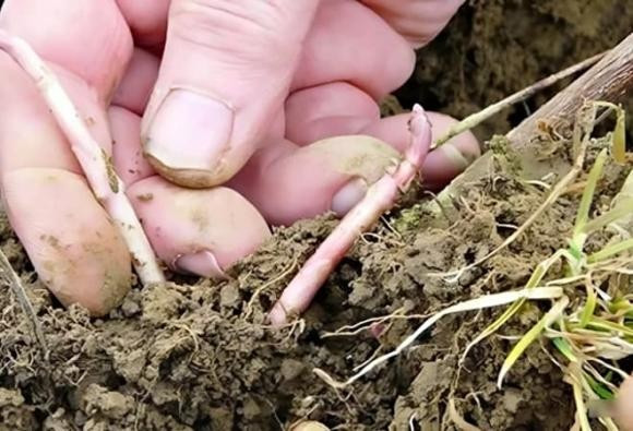 Hiện nay, chồi hoa bia được xếp vào nhóm rau củ có giá thành cao nhất thế giới, dao động từ 1.000 - 1.500 USD/kg (tương đương 26 - 39 triệu đồng). Ảnh: Getty