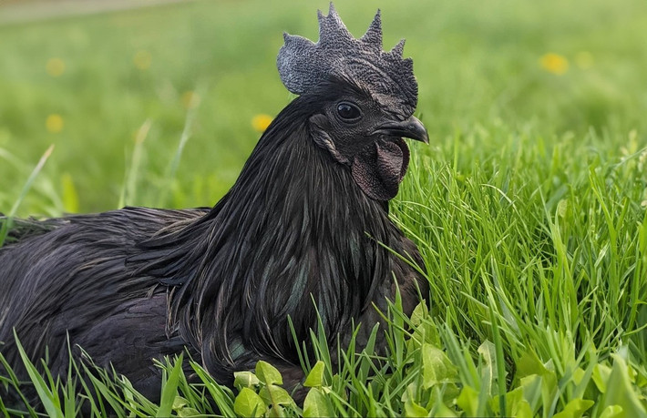 Gà Ayam Cemani hiện đã có mặt tại Việt Nam, giá dao động từ 10 đến 50 triệu đồng/con, tùy thời điểm. Ảnh: Chicken Fans