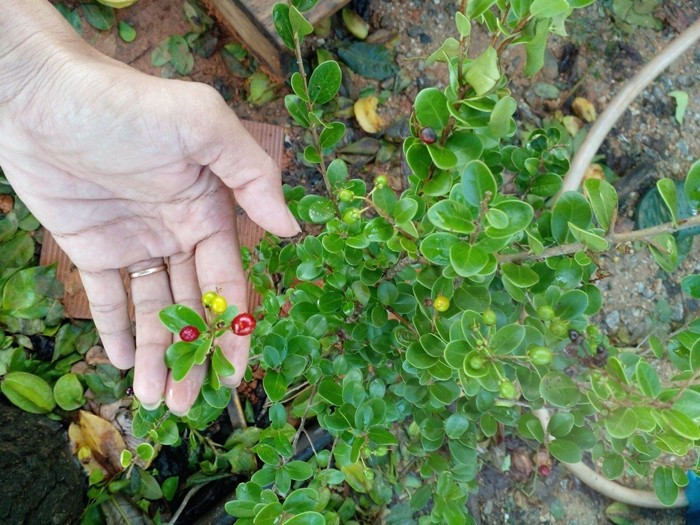 Hơn nữa, sọ chó là cây mọc hoang nên có sức sống khá mãnh liệt, không tốn công chăm sóc, chỉ cần tưới nước. Ảnh: Internet