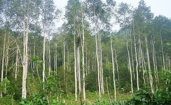 Các nhà nghiên cứu từng công bố phát hiện cây bạch đàn có thể hút tinh thể vàng trong lòng đất và tích trữ vàng trong những chiếc lá. Ảnh: Internet
