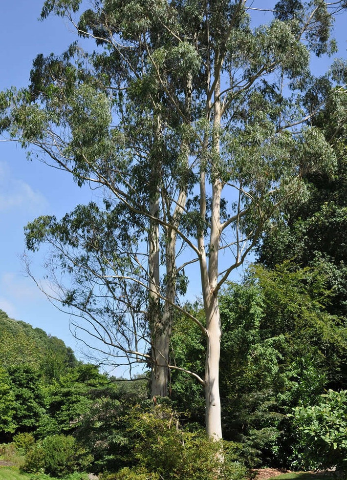 Cây bạch đàn (tên khoa học là Eucalyptus marginata) là chi thực vật có hoa trong họ Đào kim nương - loài thực vật bản địa có xuất xứ từ Úc. Ảnh: Internet