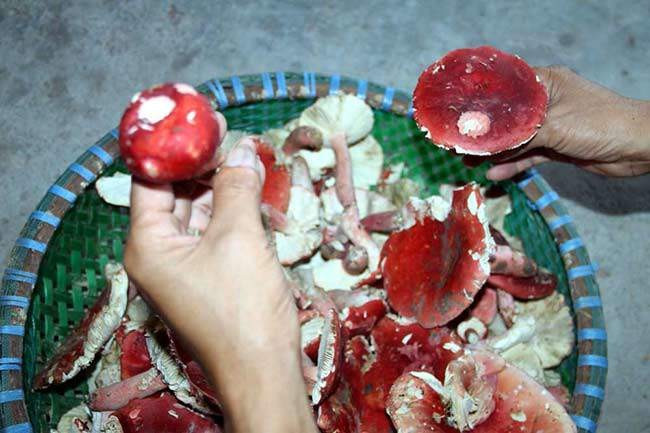 Hơn nữa, loại nấm này chỉ mọc vào mùa mưa, trong khoảng một tuần ngắn ngủi. Vòng đời của nấm cũng vô cùng ngắn ngủi, chỉ 1-2 ngày sau khi mọc là bắt đầu thối rữa. Ảnh: Internet