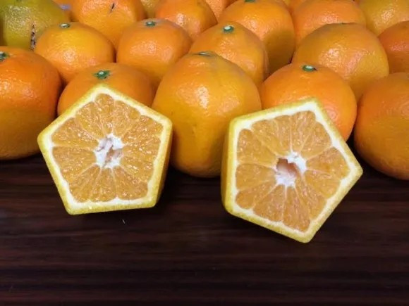 Nhật Bản nổi tiếng với những trái cây có hình dáng kỳ lạ và đắt đỏ. Một trong số đó phải kể đến cam ngũ giác. Ảnh: SoraNews24