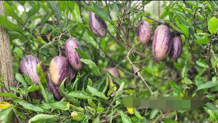 Hiện nay, dưa hấu Nam Mỹ đã được trồng thành công tại một số vườn ở Mộc Châu và Đà Lạt. Ảnh: Dân Việt