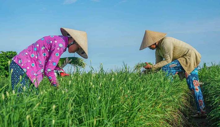 Ở nước ta, người dân một số nơi như TP. Cần Thơ (tỉnh Sóc Trăng cũ), TP HCM (tỉnh Bà Rịa Vũng Tàu cũ) trồng hẹ cho thu nhập ổn định. Ảnh: Dân Việt
