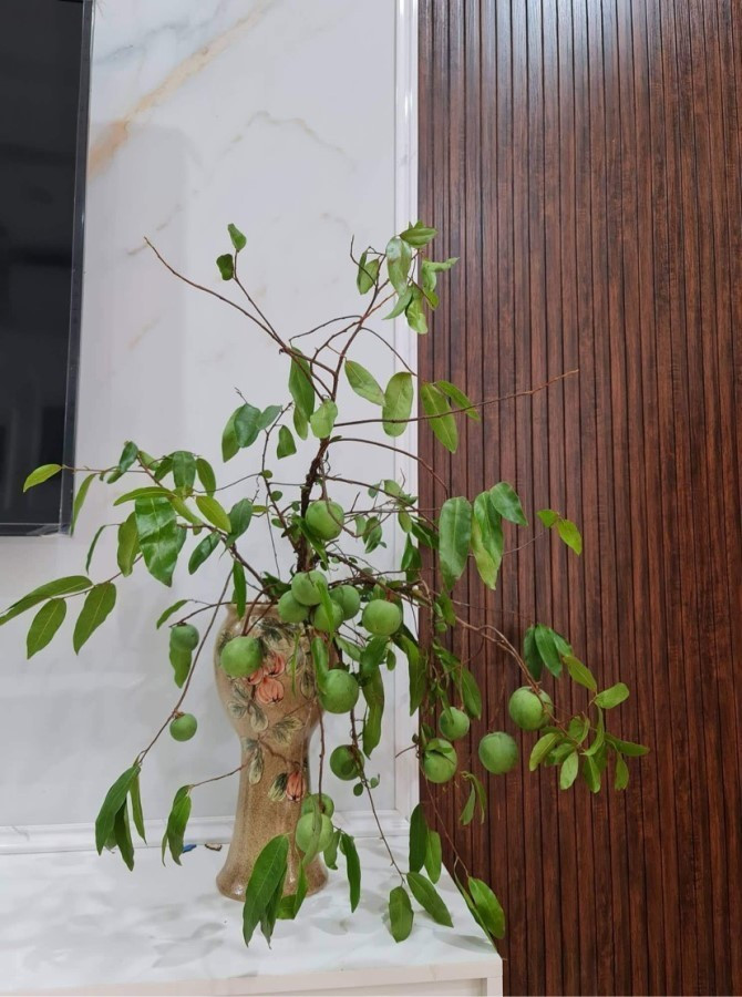 Những cành to, dài 1,5 - 2 mét giá dao động 400.000 - 450.000 đồng/cành. Ảnh: Facebook