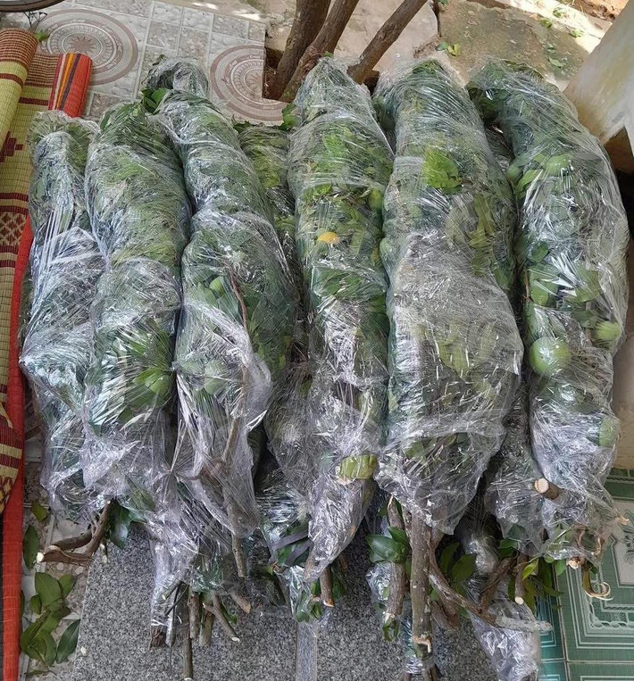 Theo một cửa hàng bán hoa ở Hà Nội, thị đầu mùa nên còn khá ít hàng. Mỗi đợt về chỉ được khoảng 20 set. Ảnh: FB Hoa hồng ngoại