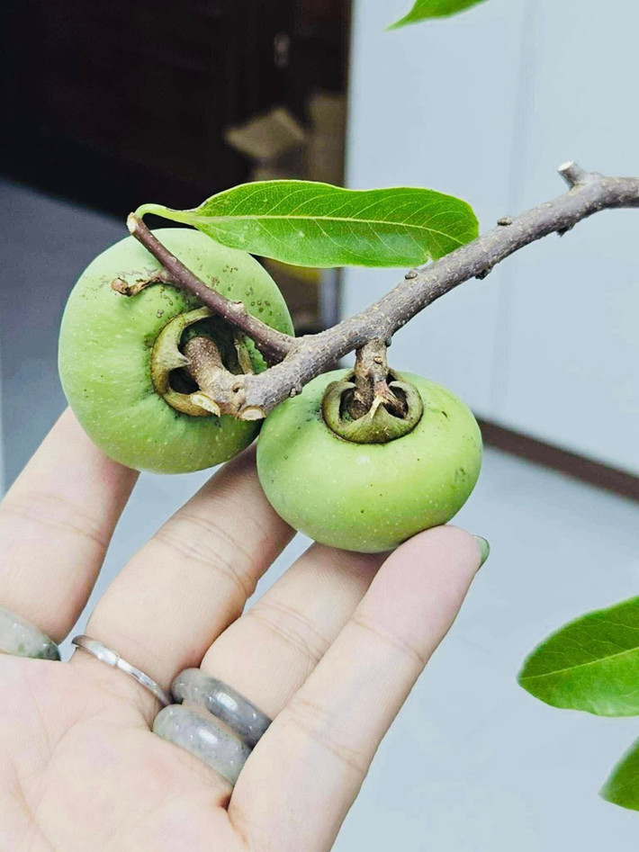 Hơn nữa, cành thị chơi được lâu, tới lúc héo quả vẫn không rụng. Ảnh: FB Sple Nguyet