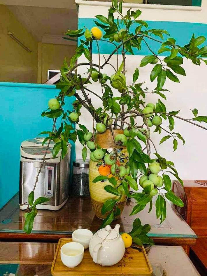 Chị Huyền (ở phường Vĩnh Tuy, Hà Nội) chia sẻ, cành thị cắm bình mang vẻ đẹp riêng, ngoài hương thơm còn tạo điểm nhấn khác biệt cho căn nhà. Ảnh: FB Sple Nguyet