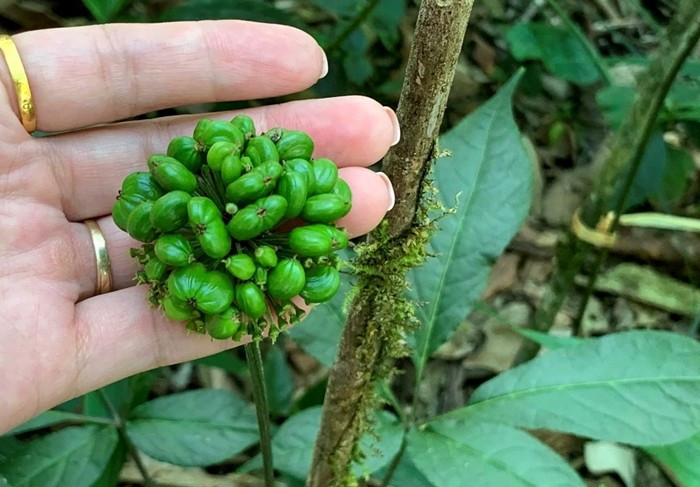 Sâm Lai Châu có hình dáng tương tự Sâm Ngọc Linh, thân củ có mắt đốt so le nhau, lá tròn không sẻ thùy hai mặt lá có lông, hạt có 1 chấm đen. Ảnh: Laichau.gov