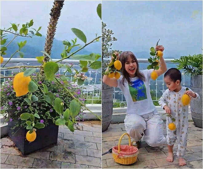 Ngoài hoa, vợ chồng Mạnh Trường còn trồng cây ăn quả. Chanh vàng trồng trong chậu vẫn sai quả. Ảnh chụp màn hình