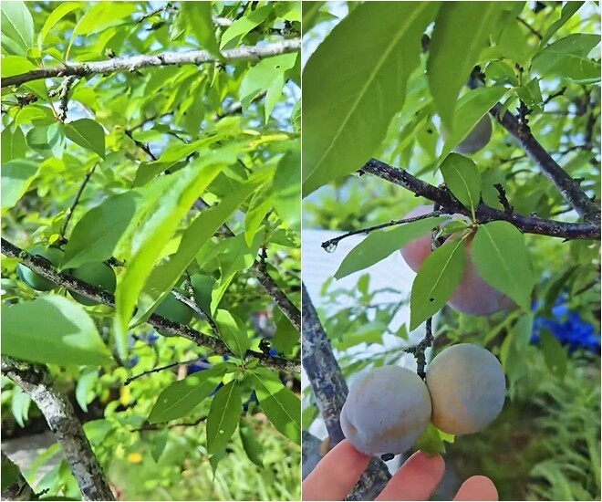 Mận theo tiêu chí "thuần tự nhiên, không hóa chất" cũng đã cho quả. Ảnh chụp màn hình