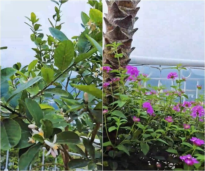 Vườn hoa rực rỡ đủ các loại như đỗ quyên, hoa giấy, nhài...Ảnh chụp màn hình
