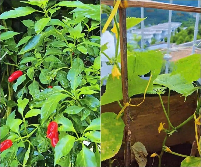 Vườn gia vị với ớt, dưa chuột được trồng gọn gàng, tiện chăm sóc và thu hoạch. Ảnh chụp màn hình