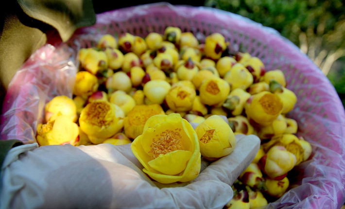 Nhờ vậy, bình quân mỗi hộ trồng trà hoa vàng thu nhập khoảng 5 triệu đồng/ngày, những hộ gia dân trồng nhiều và phải thuê nhân công thì sẽ thu nhập nhiều hơn. Ảnh: Vietnamnet