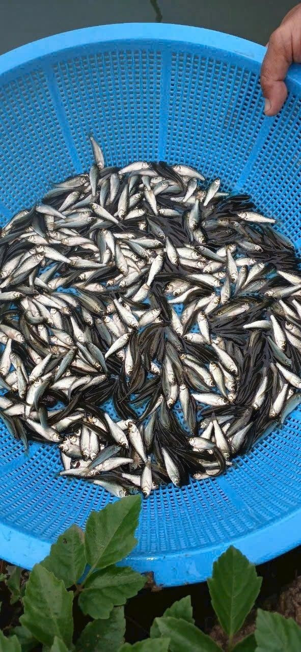 Giá cá linh non dao động từ 200.000 - 380.000 đồng/kg. Ảnh: Facebook