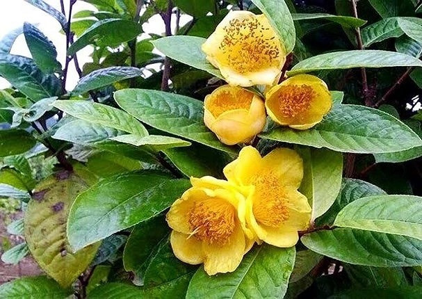 Trà hoa vàng có hoa vàng rực rỡ, thường nở vào mùa thu và đầu đông. Cánh hoa mềm mịn, xếp lớp đầy đặn và nở rộ vào những ngày lạnh. Ảnh: VOV