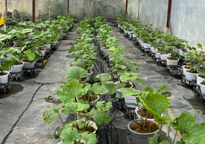 Thời gian một củ wasabi trưởng thành kéo dài từ 18 đến 24 tháng, khiến nó trở thành một trong những loại cây có chu kỳ sinh trưởng dài và đầu tư tốn kém nhất thế giới. Ảnh: Người đưa tin