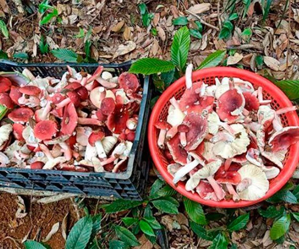 Nấm chẹo mọc dưới tán rừng chẹo hoặc dẻ, nhưng không phải tán cây nào cũng có nấm. Có khi cùng một cánh rừng chỉ có một khi có nấm. Ảnh: Internet