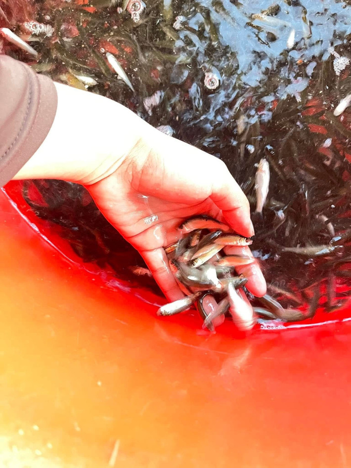 Số lượng cá linh ngày càng ít đã đẩy giá tăng cao. Có thời điểm, giá cá linh non đầu mùa lên tới 500.000 - 700.000 đồng/kg vẫn không có để bán. Ảnh: Facebook