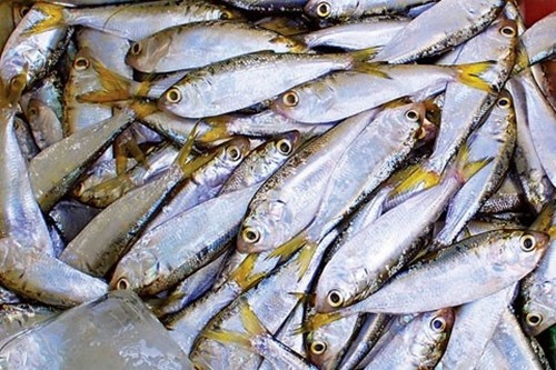 Vì vậy, cá mòi đang ngày càng được ưa chuộng. Giá cá mòi tươi khá rẻ, khoảng 40.000 - 60.000 đồng/kg. Cá mòi khô hoặc cá mòi một nắng từ 130.000 - 250.000 đồng/kg. Ảnh: Plo