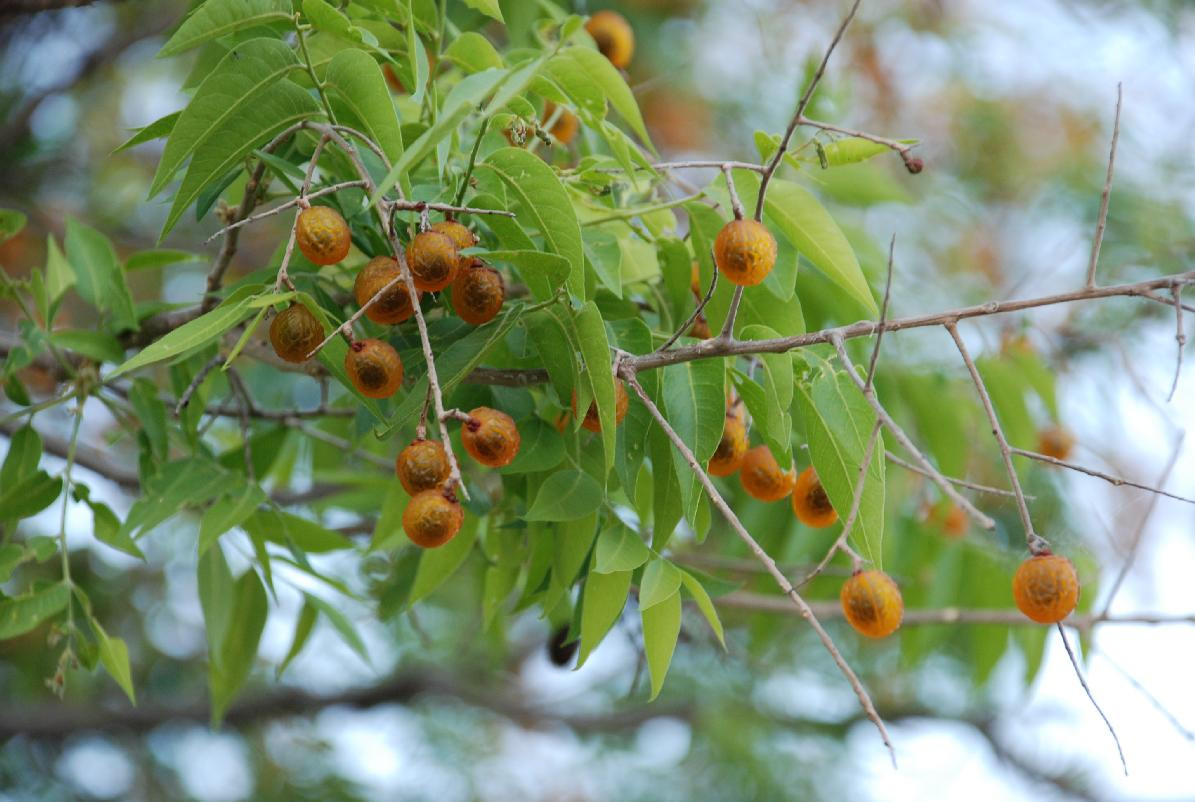 Do đó, theo người xưa, bồ hòn có ý nghĩa "không lo lắng và không phiền muộn". Trồng xà phòng ở sân nhà được coi là có tác dụng xua đuổi tà ma, xua tan u ám, tích lũy vận may và mang lại cát tường. 