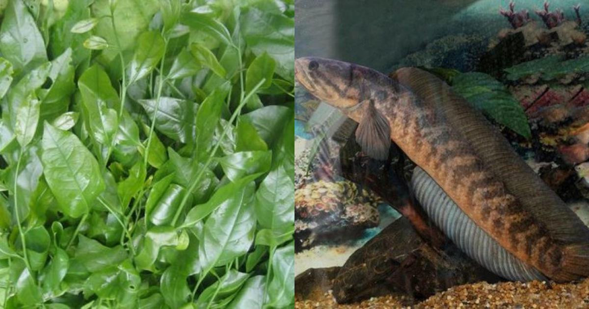 Ngoài ra, loài cá này cũng là loại nguyên liệu có hàm lượng đạm cao, ít béo nên ăn thường xuyên không lo béo. Hơn nữa nếu ăn thường xuyên còn có tác dụng bổ huyết, dưỡng âm, thanh nhiệt, làm đẹp da.