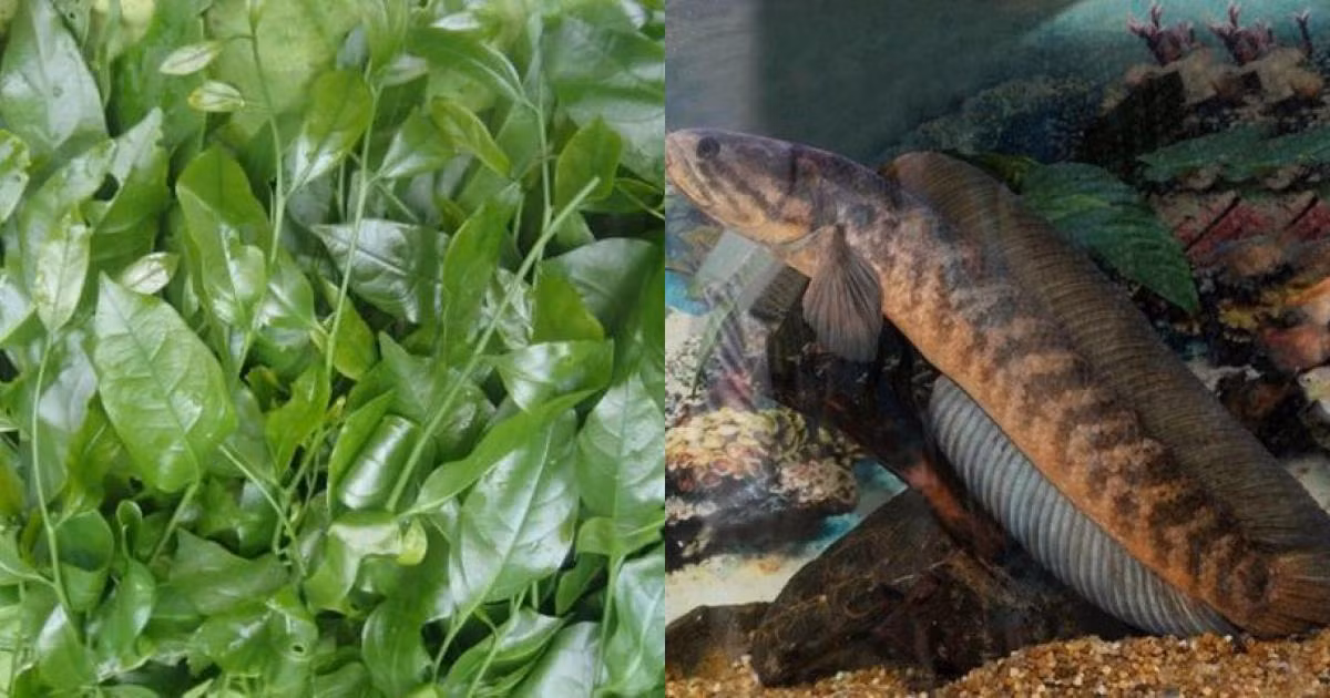  Ngoài ra, loài cá này cũng là loại nguyên liệu có hàm lượng đạm cao, ít béo nên ăn thường xuyên không lo béo. Hơn nữa nếu ăn thường xuyên còn có tác dụng bổ huyết, dưỡng âm, thanh nhiệt, làm đẹp da. 