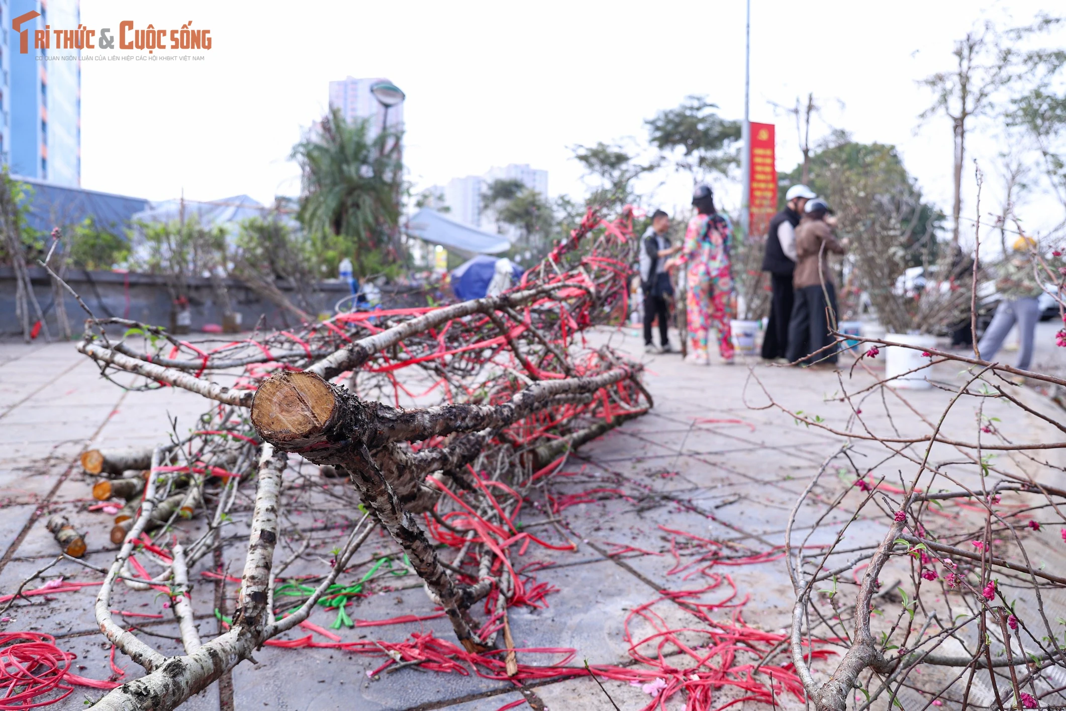 Sức mua chậm, người buôn đào quất chặt bỏ hàng trăm cành 