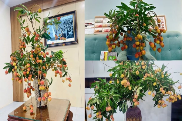 Trend cành vải cắm bình mang đậm tinh thần “mùa nào thức ấy”