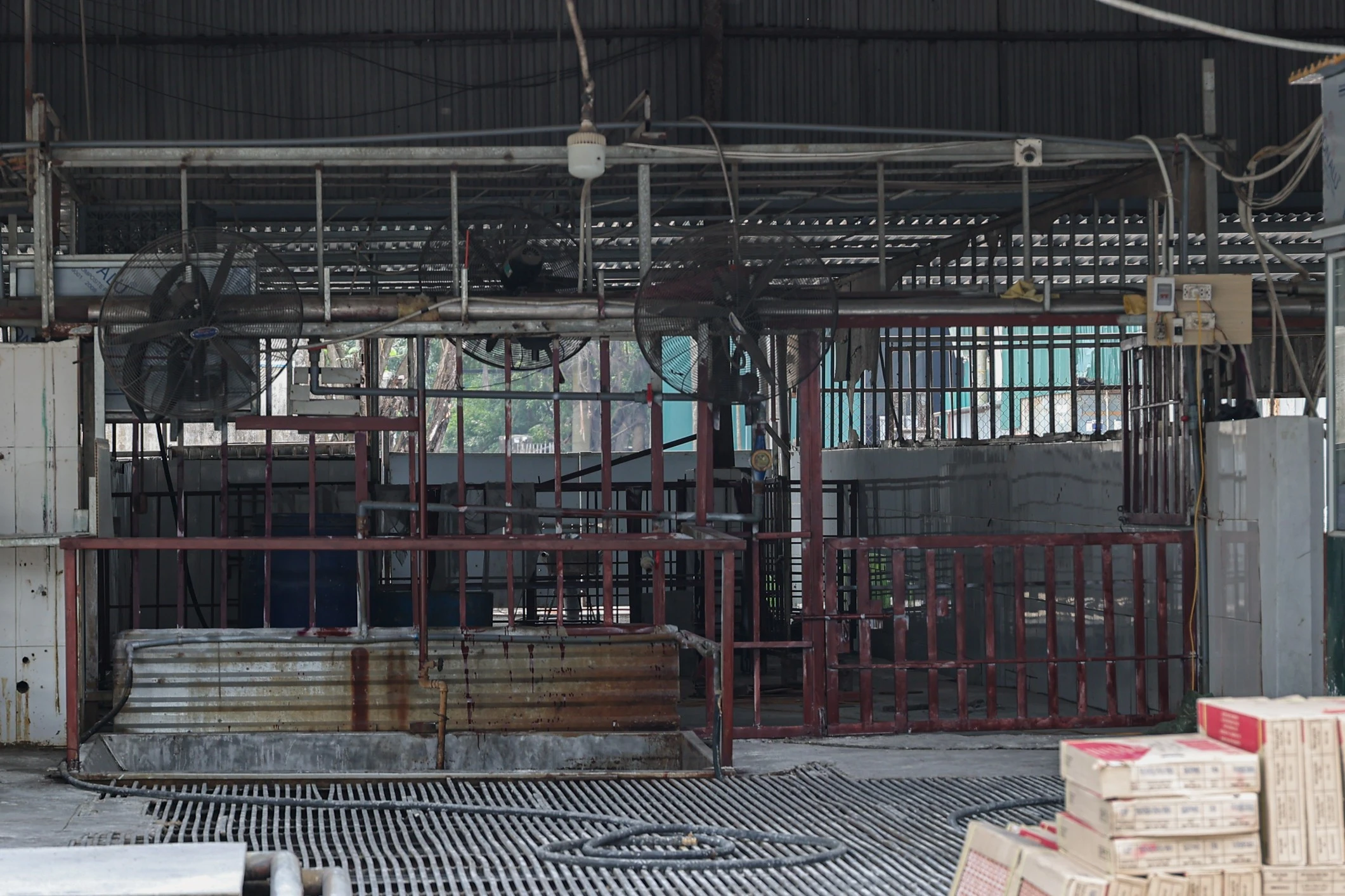 Mục sở thị lò mổ tuồn gần 300 tấn lợn bệnh vào trường học ở Hà Nội