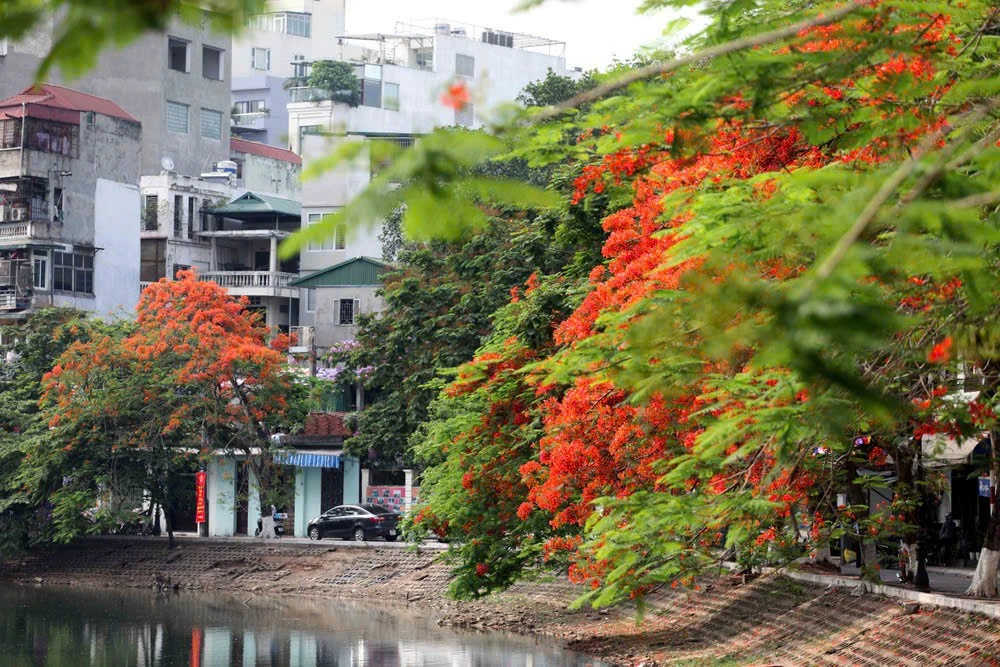 Phượng vĩ đỏ rực phố phường Hà Nội tháng 5 