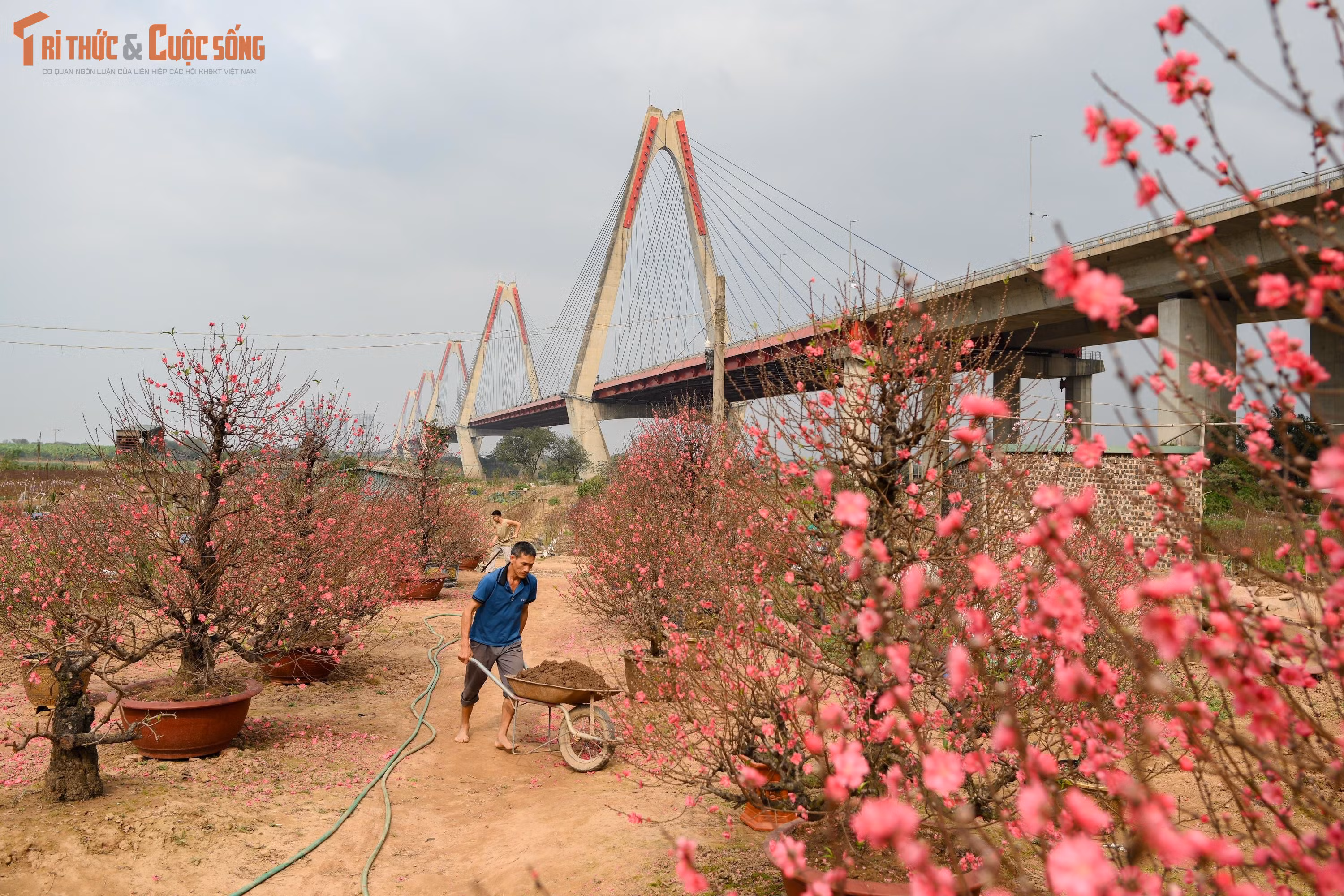 Ngày cuối năm ngắm vườn đào Nhật Tân, hương Tết chạm ngõ Thủ đô