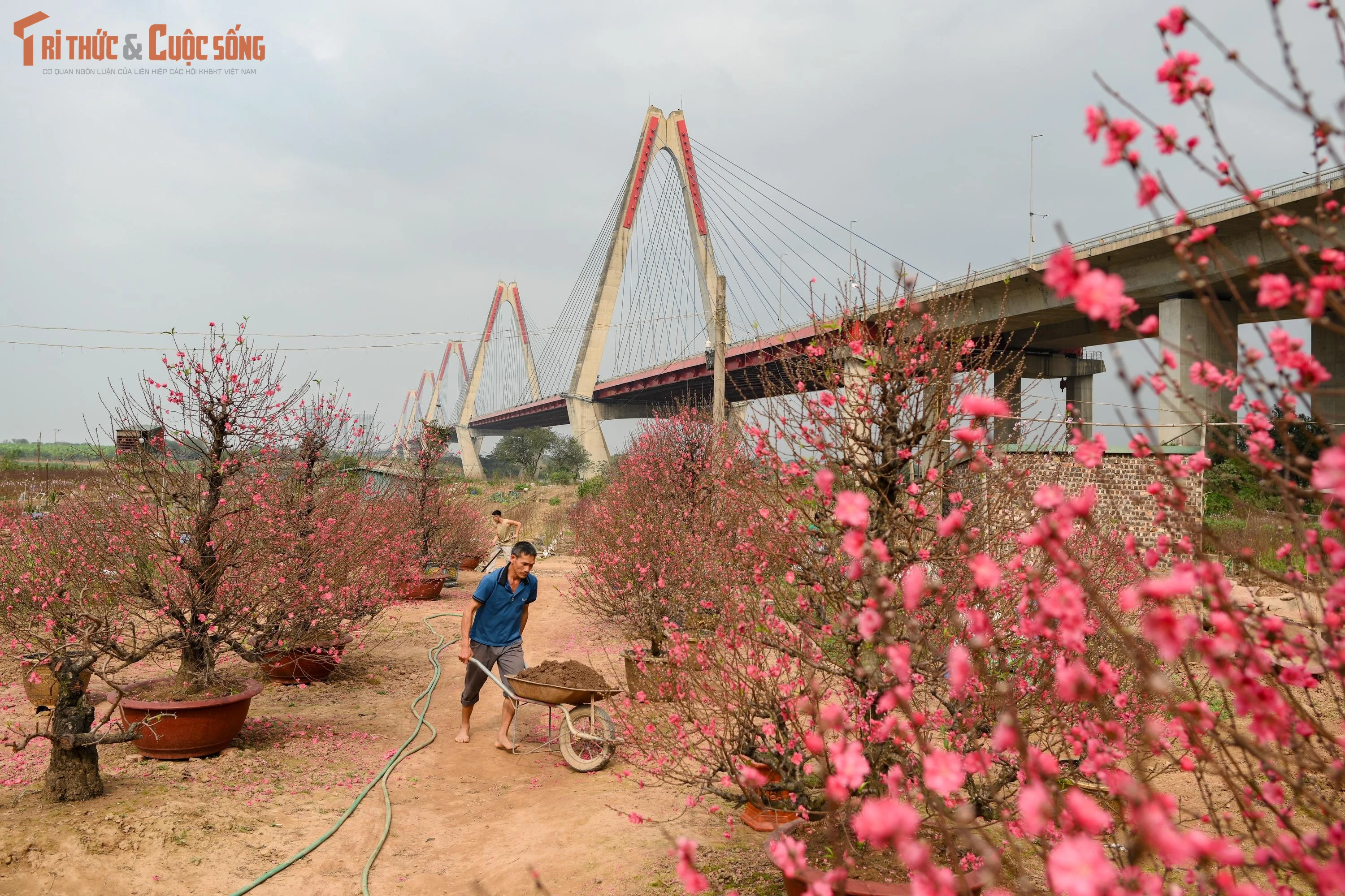 Ngày cuối năm ngắm vườn đào Nhật Tân, hương Tết chạm ngõ Thủ đô