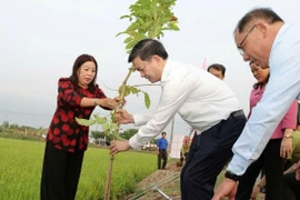 Cần Thơ phát động Tết trồng cây năm 2026 gắn với xây dựng đô thị sinh thái