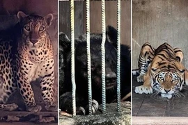 Phát hiện cơ sở nuôi nhốt nhiều động vật hoang dã quý hiếm tại TP HCM