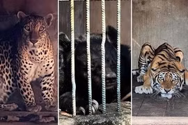 Phát hiện cơ sở nuôi nhốt nhiều động vật hoang dã quý hiếm tại TP HCM