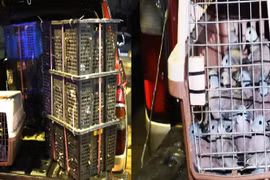 TP HCM: Phát hiện hàng trăm chim cu ngói không rõ nguồn gốc