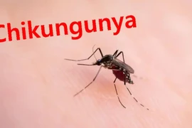 TP HCM: Cảnh báo nguy cơ tái xuất hiện bệnh Chikungunya