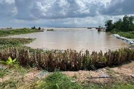 Vĩnh Long khẩn trương triển khai kè mềm chống sạt lở bờ biển Long Vĩnh