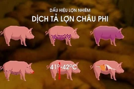 Cà Mau: Dịch tả lợn châu Phi phức tạp, hơn 4 tấn lợn bị tiêu hủy