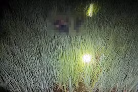 Gia Lai: Khởi tố vụ bẫy điện diệt chuột khiến 2 thanh niên tử vong