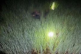 Gia Lai: Khởi tố vụ bẫy điện diệt chuột khiến 2 thanh niên tử vong