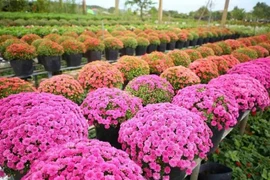 Festival Hoa–Kiểng Sa Đéc 2025: Kỳ vọng đột phá kinh tế xanh và chuyển đổi số