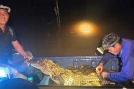 Tây Ninh: Người dân giao nộp cá sấu dài gần 2m, nặng 37kg cho biên phòng
